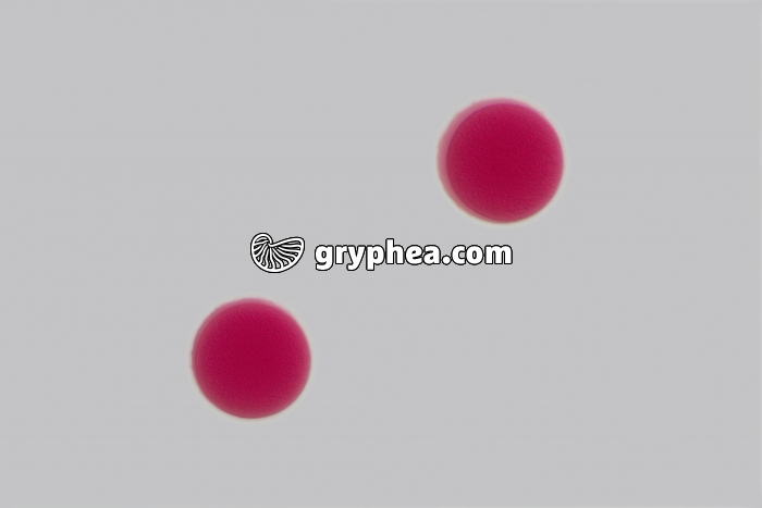 Oursin - embryologie - stades cellule-oeuf  x100 - gryphea.org